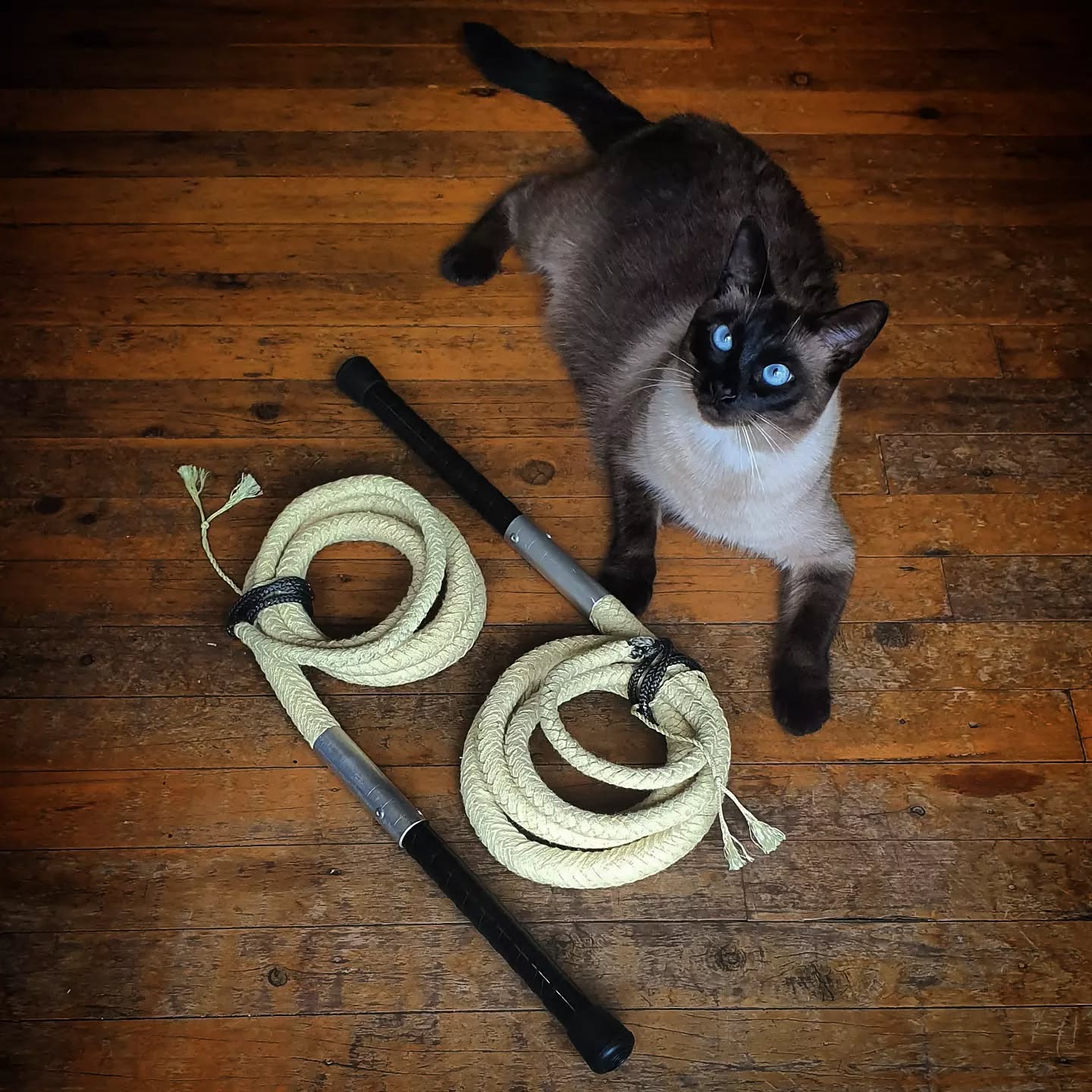 16 Plait Fire Bullwhip